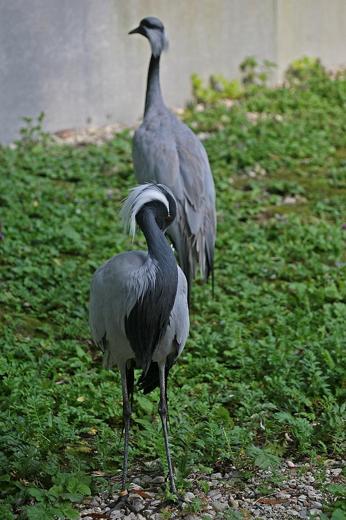 Zoo Schmiding 005.jpg